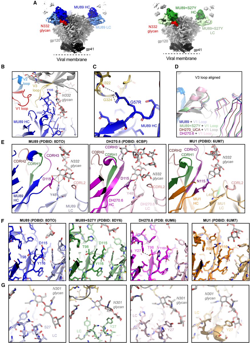 Priyamvada Acharya (@priyamvadaa_lab) on Twitter photo Check out this study cell.com/cell-host-micr…
<a href="/VictoriaStalls/">Victoria Stalls</a> determined cryo-EM structures to visualize the epitopes of the vaccine-elicited antibodies and define the structural basis of their neutralization breadth. Check out this study cell.com/cell-host-micr…
<a href="/VictoriaStalls/">Victoria Stalls</a> determined cryo-EM structures to visualize the epitopes of the vaccine-elicited antibodies and define the structural basis of their neutralization breadth.