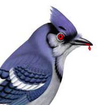 BuffaloBlueJay's tweet photo. 🚨🐦JAYS ARE BACK🐦🚨

First AB of the season is a HOME RUN as Jared MacJesus and the Jays CRUCIFY the whining DBacks in a 9-5 WIN

MacFarland: 3/4 2B, HR, 2 RBIs, 3R, multiple stolen bags (including home)

Searles: 2/3 2B, RBI

Tripi: 1/3 BB, 2B, 2 RBIs, 1R https://t.co/ACFPHiIW0J