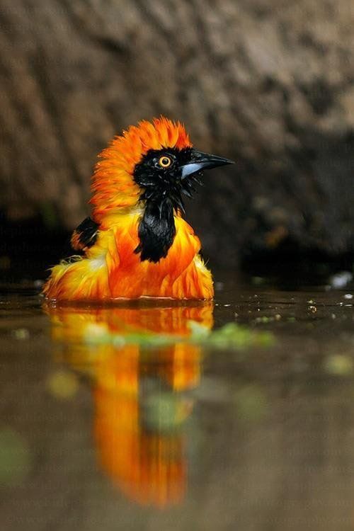 Orange-backed Troupial
#birds #birdwatching #NaturePhotography #wildlifephotography