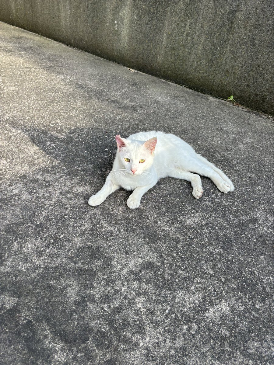 昨日行った神社でいたネコ 白猫７匹ぐらいいた( ºﾛº)💓