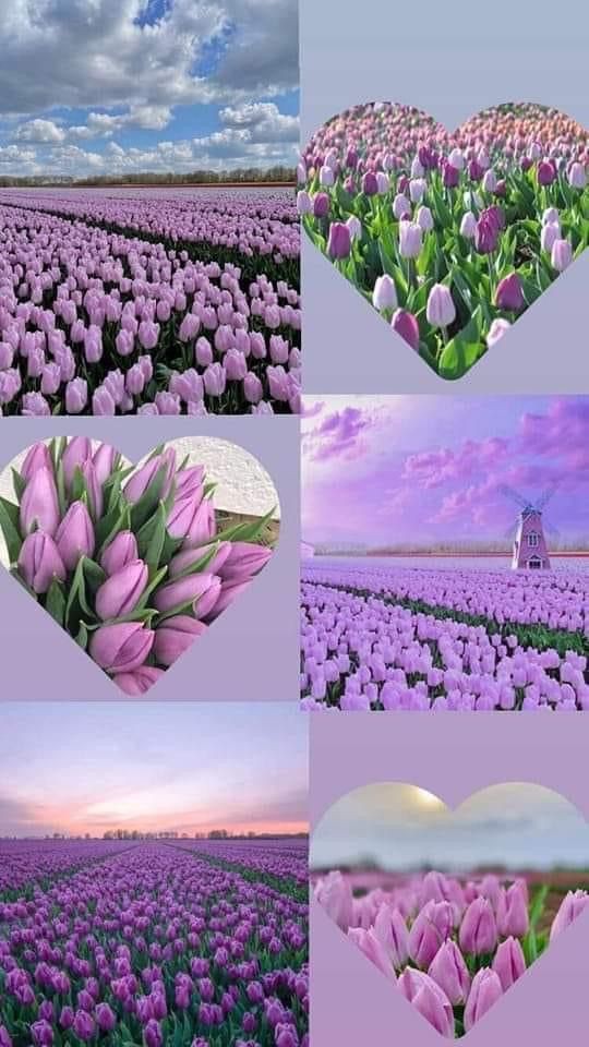 Purple beauties