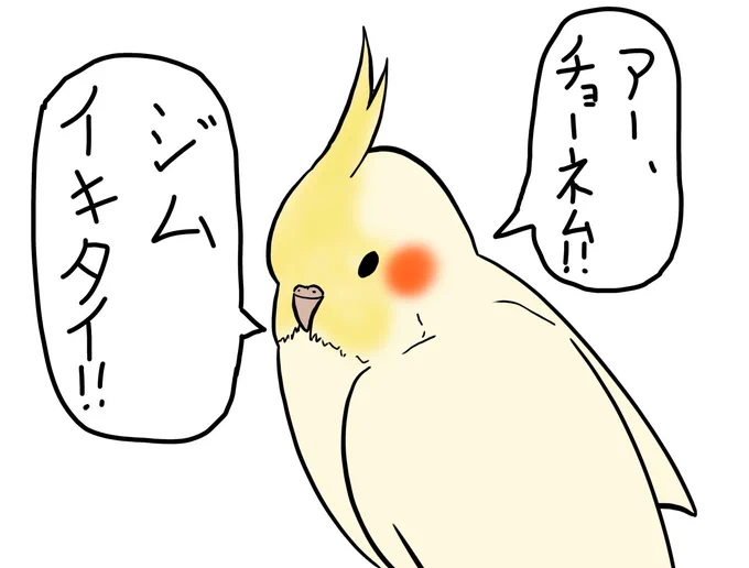 多分飼い主がろくでもないオカメインコ