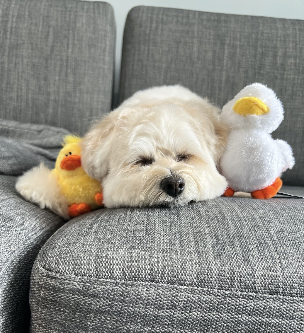 Krmhan_0831's tweet photo. 今月のドギーボックスはアヒルさん🐣
ちゃっかり頭にも付けちゃった
#pr  #doggybox https://t.co/ceD8KAE9RA