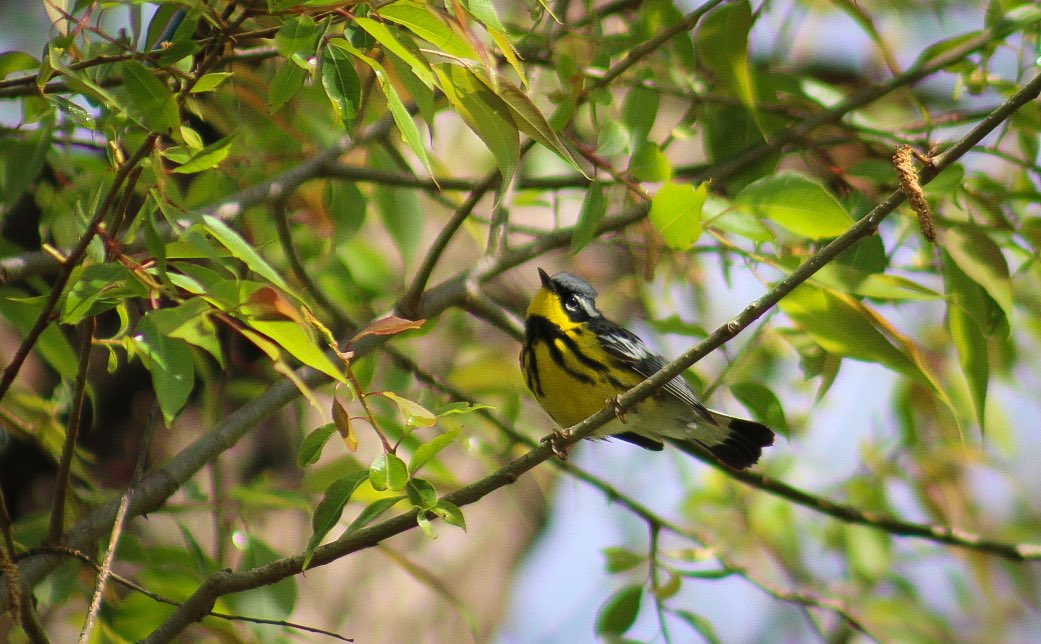 Got good shots of my spark bird and my favorite warbler today. 🥹 #BWIAB