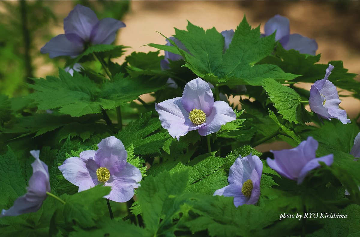 うん、キミが主役だ

#北海道大学植物園 #シラネアオイ #花 #カメラ散歩 #photo #flower #nature #写真撮ってる人と繋がりたい #花好きな人と繋がりたい #ファインダー越しの私の世界 #レンズ越しの私の世界 #キリトリセカイ #ダレカニミセタイハナ