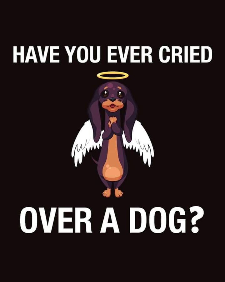 Have you ever cried over a dog ? 😔🥲