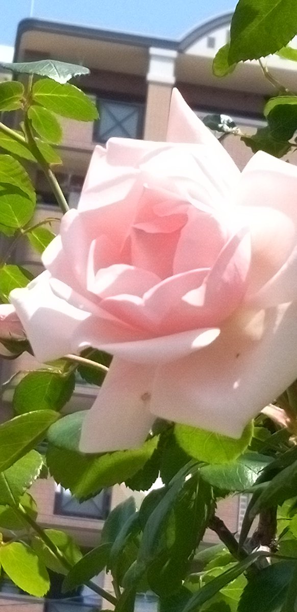 mico04631942's tweet photo. 🏵️🌹🏵️🌹🏵️🌹🏵️
　　豚（私）も歩けば
　　　　　薔薇に　当たる
　　　　　　　🏵️🌹🏵️🌹🏵️🌹🏵️
あちらこちら　うろちょろ　歩けば　薔薇だらけ🌹🌹🌹🌹　

ｿﾄﾊﾀﾉｼｲﾀﾞﾛｳﾅｱ
💗❤️🧡💗❤️🧡 https://t.co/CnC0GCwCix
