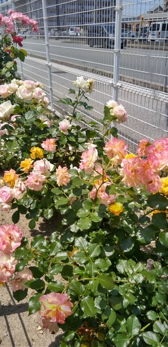 🏵️🌹🏵️🌹🏵️🌹🏵️
　　豚（私）も歩けば
　　　　　薔薇に　当たる
　　　　　　　🏵️🌹🏵️🌹🏵️🌹🏵️
あちらこちら　うろちょろ　歩けば　薔薇だらけ🌹🌹🌹🌹　

ｿﾄﾊﾀﾉｼｲﾀﾞﾛｳﾅｱ
💗❤️🧡💗❤️🧡