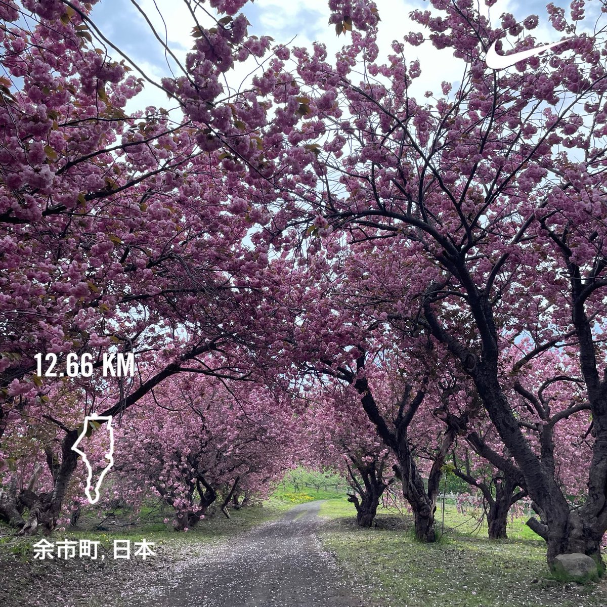 途中アクシデントありながらも、久々のワイナリーコース。んでいつもの八重桜が満開。
#MorningRuns #running #beautifulmorning #Hokkaido #朝ラン #ランニング #余市町 #北海道 #sundayjoy