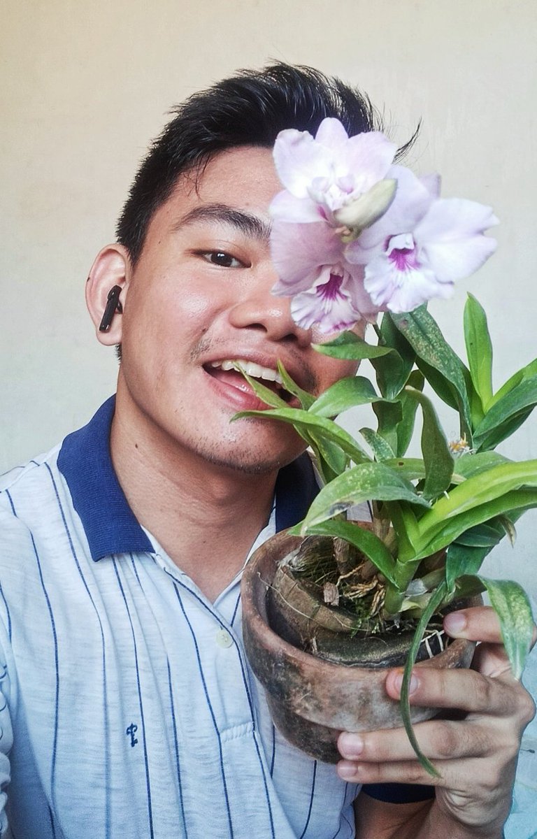 Bloom like orchids loving this dendrobium orchids with blooms bigger than the usual and it's quiet similar to cattleya in form