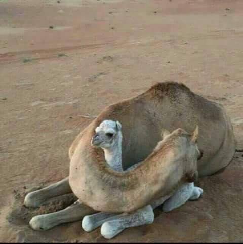 Momma blanket. In deserts if days are hot then nights can be cold also, especially in winter morning. But a mothers knows what to do. Irrespective of species, mothers are love. #Mothersday