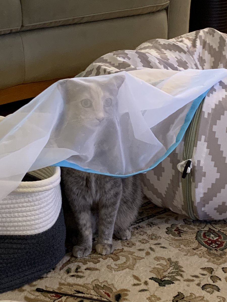 I don’t know what the fascination is with this toy but Cherry will just sit under the veil and watch the world go by 😅