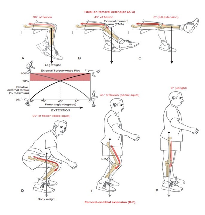 #clinical_biomechanics 

Strengthening Exercises 

تمرينات التقوية للعضلة الأمامية لمرضي خشونة الركبة يجب أن من نوعية
تمارين السلسلة المفتوحة
Open chain exercises 
 لحماية غضاريف الركبة المتضررة اصلا

ويمكن استخدام 
تمارين السلسلة المغلقة 
Closed Chains Exercises 
في المدي الحركي…