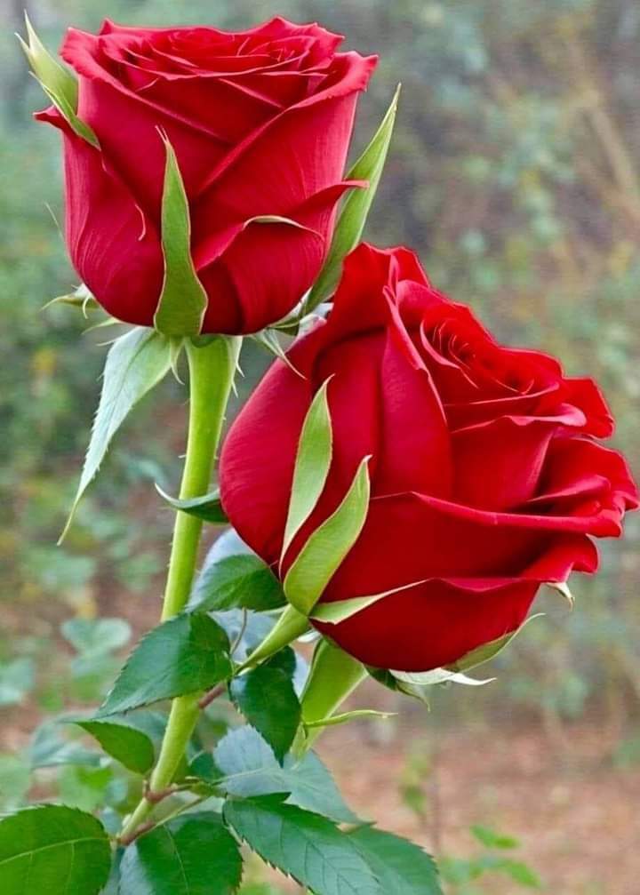 Hello dear friends 🙏😄 Have a beautiful Sunday 🌹