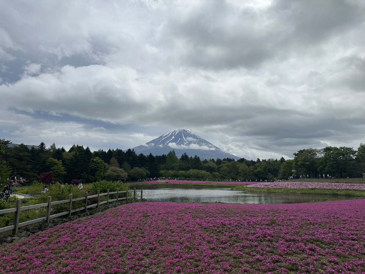 我去了三次本栖湖芝桜祭三次全是阴天。只有这次拍到了完整的富士山（阴天下）。真是和我有仇……