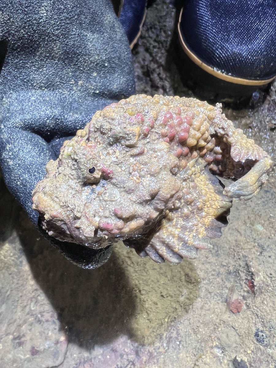 HELLO to cute Baby Stonefish!! 😍🥰 This is the worlds most venomous fish! 🤯 Found in Darwin at low tide the other night! 🌊