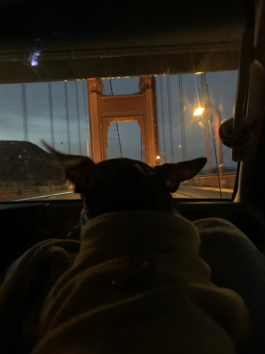 My dog 🐕 has lived & traveled so many states #RoadDog #GoldenGateBridge