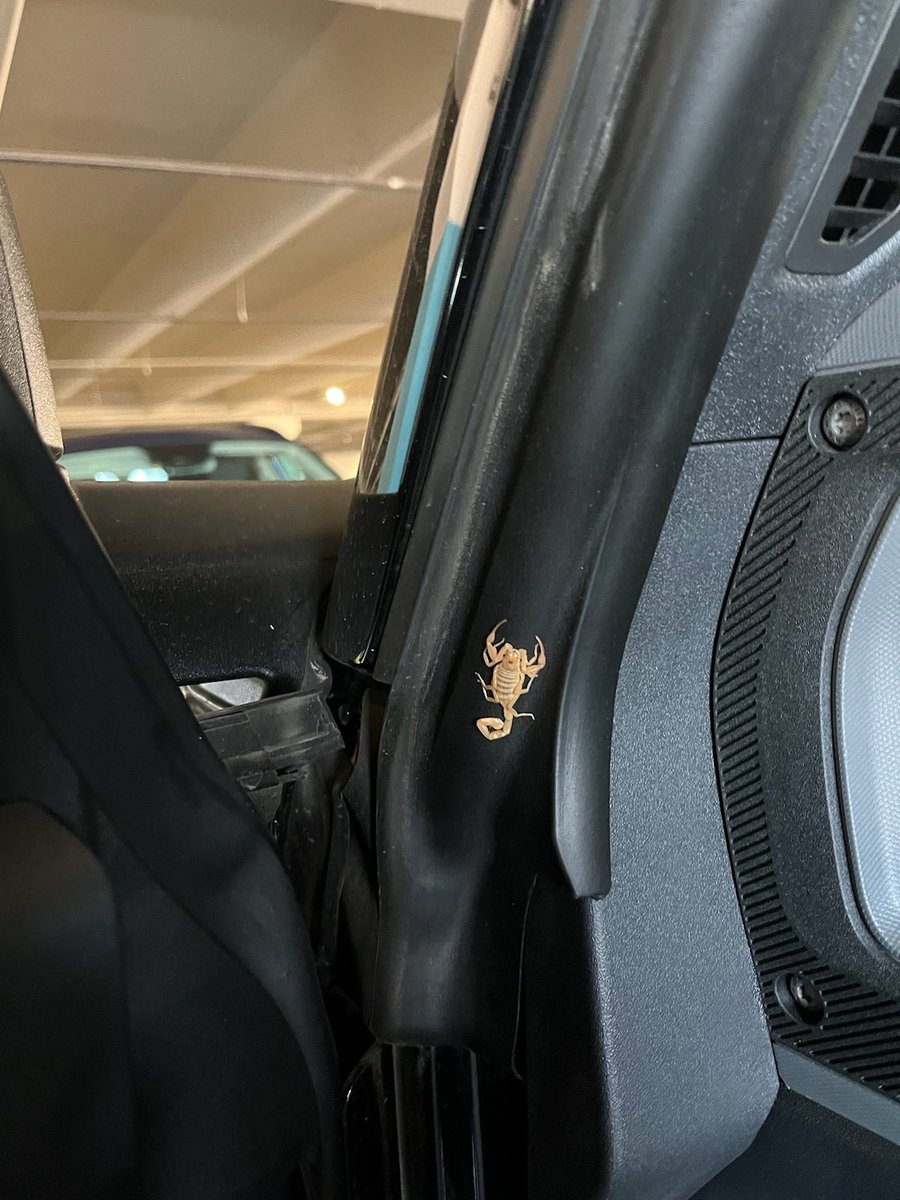 Gatorchomp1019's tweet image. My mom had a passenger with her tonight. #AZProblems