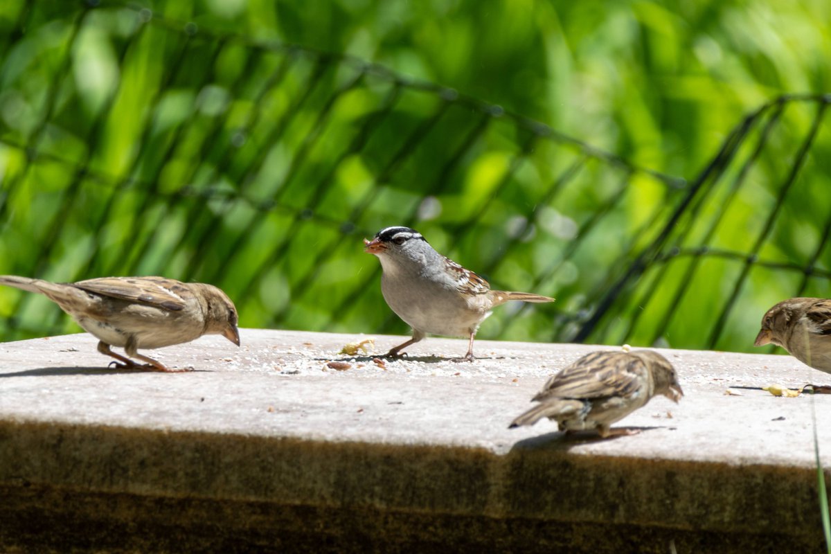 I had one of those days were I saw a bunch of amazing birds and thought I got good shots but as it turns out... anyway white crowned sparrow, common yellow throat, goldfinch, and red tailed hawk #birdcpp #BirdsOfTwitter #brooklynbirds #prospectpark