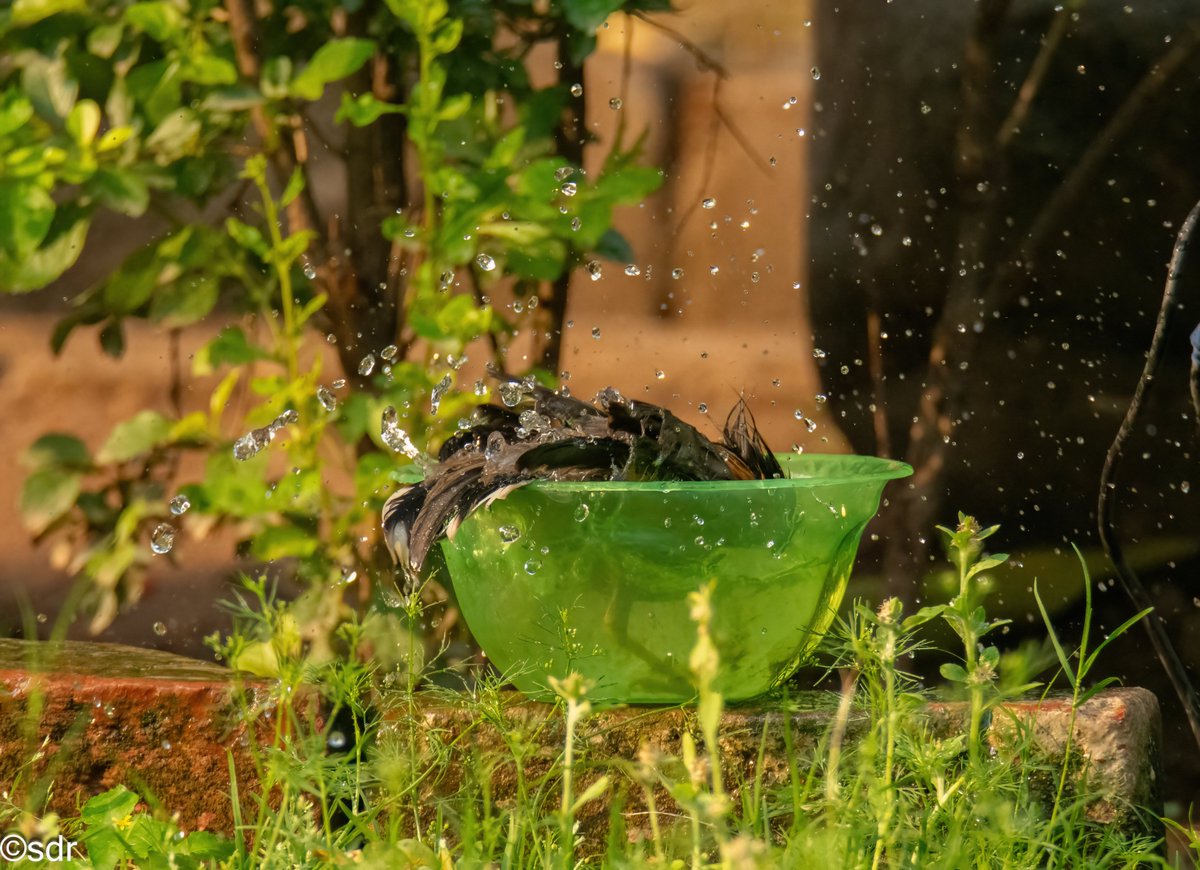 Head to toe...Beat the heat. #Brahminystarling drinking water and much more. @IndiAves @ragnyabhawani @bbcwildlifemag @WildlifeMag #BirdsSeenIn2024 #BBCWildlifePOTD #chandigarhbirds