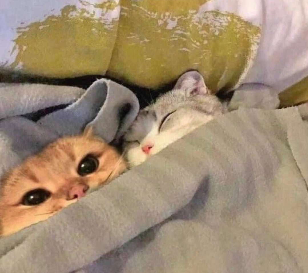 Catsillyness's tweet image. Cuddles