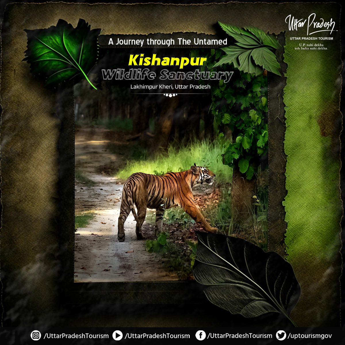 Embark on a journey through the untamed realms of #KishanpurWildlifeSanctuary, where nature's whimsical ways enchant & enthrall. Encounter the majestic strides of #wildlife, immersing yourself in nature's bounty. It's not just a journey; it's a royal escapade #IntoTheWild.