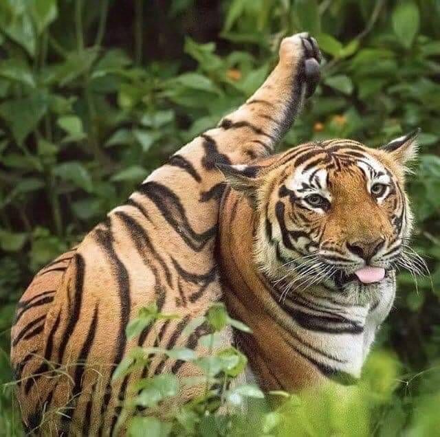 anyway here’s the best picture of a tiger i have ever seen