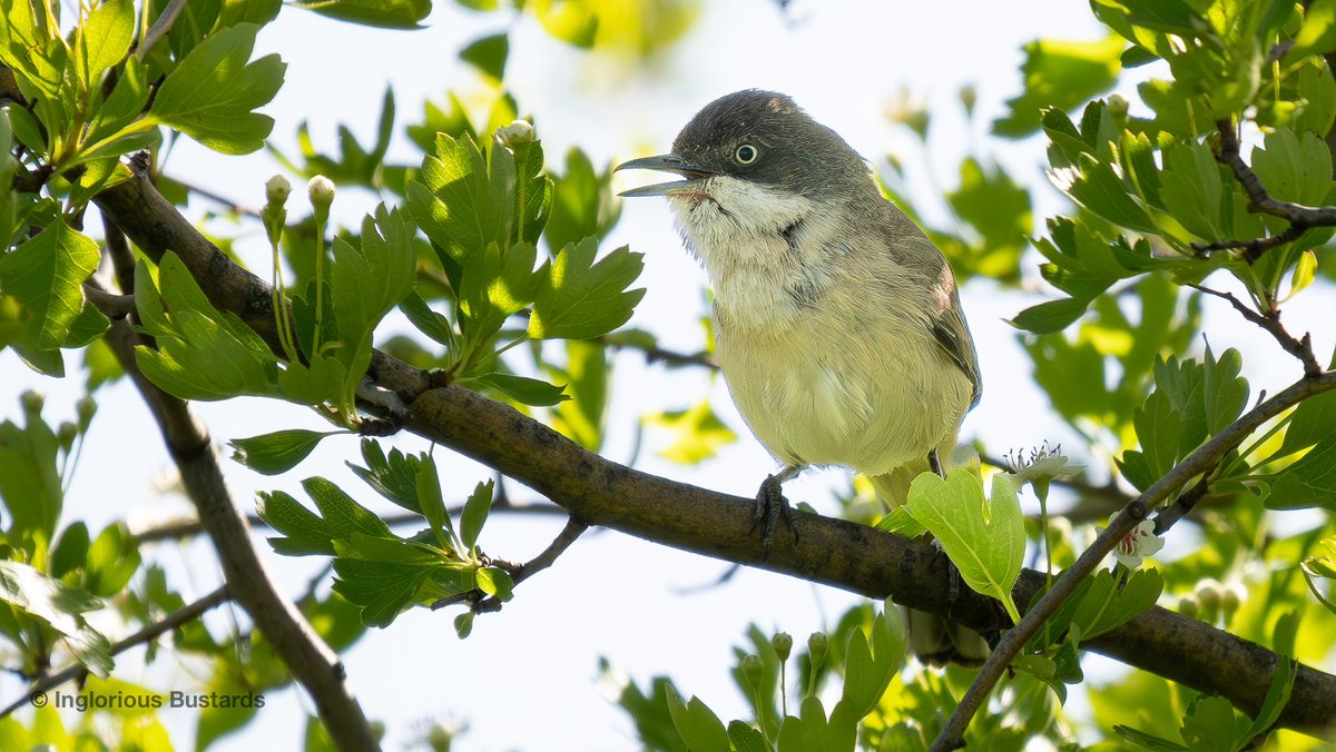 The inland mountain areas offer some brilliant #Birding at the moment and our guests have been able to enjoy in-the-face views of trans-Saharan migrants like this Western Orphean #Warbler yesterday 😊 #FlywayBirding