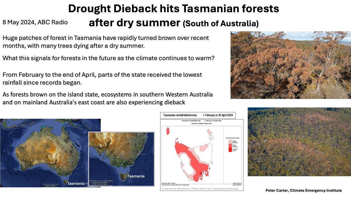TASMANIA FORESTS DIEBACK FROM DROUGHT Beginning of the end for the famed Tasmania rainforest. Much more fossil fuel heat and drought in store abc.net.au/news/2024-05-0… #drought #ClimateChange #globalwarming