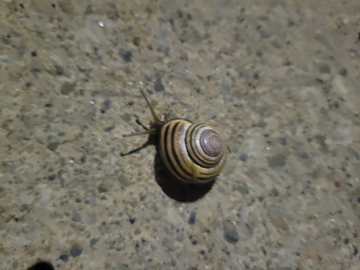 On my nocturnal walk two days ago, I saw three coyotes. That was quite amazing! And later, I saw two rabbits on separate occasions. I’ve been seeing quite a few rabbits lately. Yesterday night, I saw no aminals at all! But tonight, I found a fairly large beetle and a snail. 😃