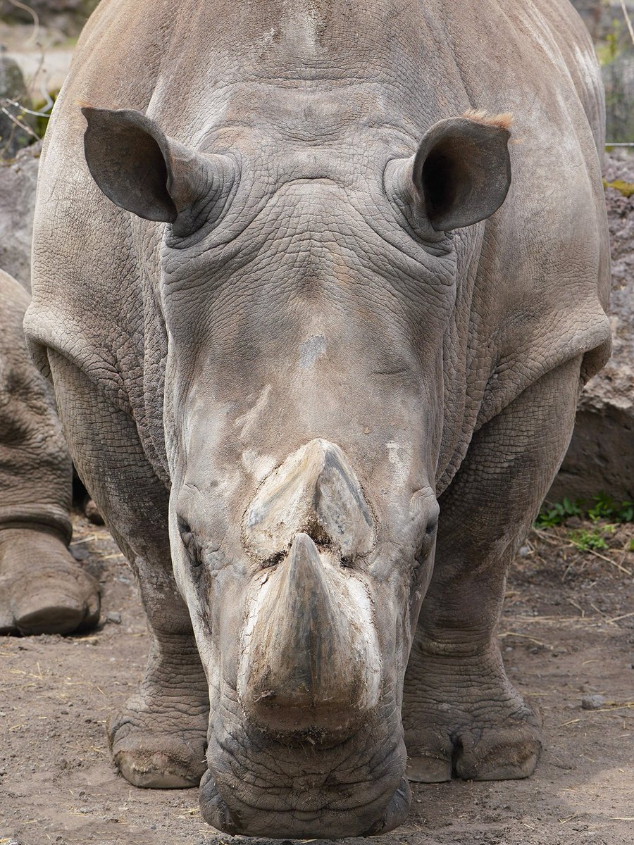 動物は、見る角度によって・・・
かなり印象が異なります 👀

サイを正面から見ると、より迫力が！！

#シロサイ #rhino 🦏
#富士サファリパーク 
fujisafari.co.jp/animal-safari/…