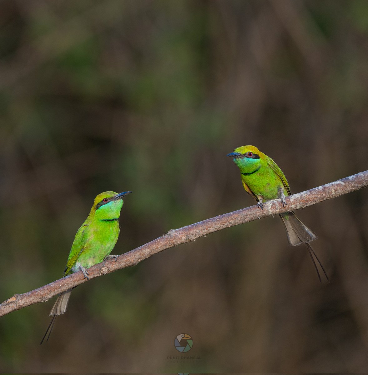Burning Bright, Green Bee Eaters in mating ritual. #IndiAves #natgeoindia #birdwatching #birdphotography #wildlifephotography #NaturePhotograhpy