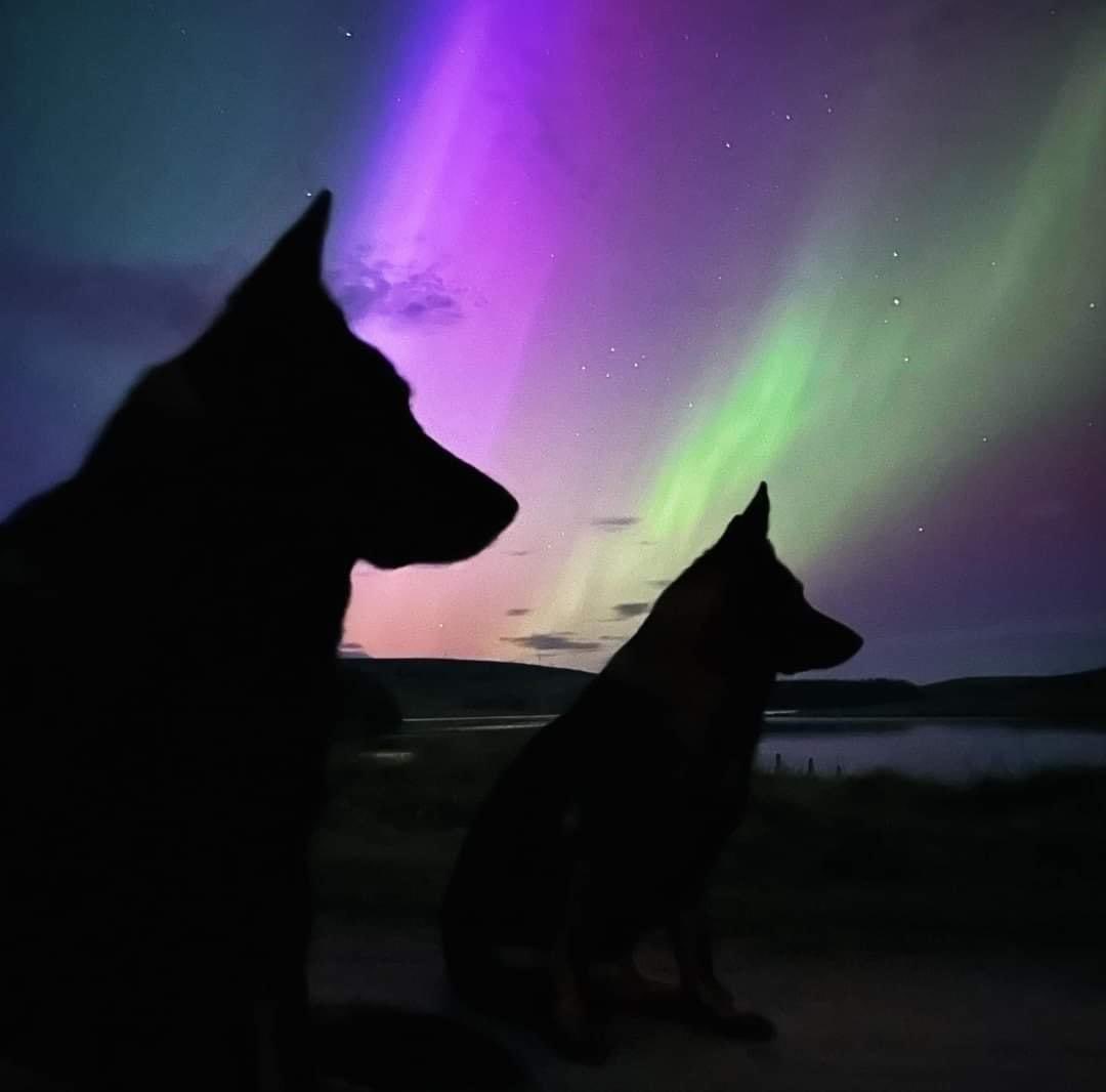 DiloConPerritos's tweet photo. Perritos boreales ✨ https://t.co/yoG6B3JV2B