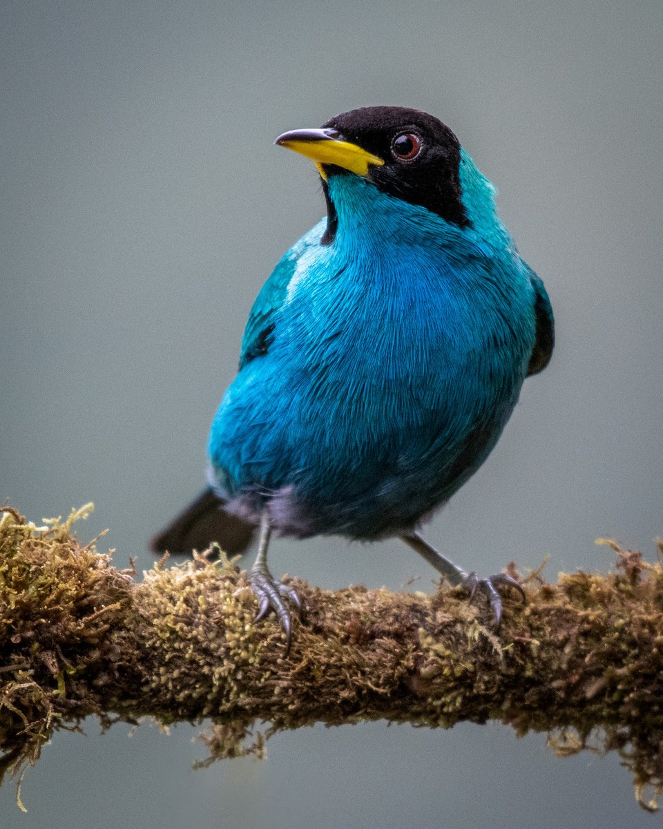 edularotta's tweet photo. El Mielero verde. Buenas noches. https://t.co/qZ3wgK5Kbx