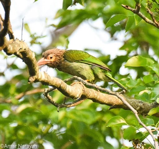 Brown-Headed Barbet (Psilopogon zeylanicus) बसंता - A myna sized  resident bird, Inhabits garden and open Woodland - It’s loud repitetive call is frequently heard in spring to summer season around us - shared by a veteran of #IndianArmy - Pic taken in #Ranchi #Birds #Nature