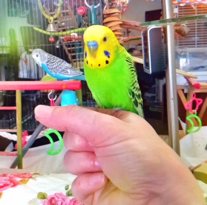 This handsome little man just celebrated his 4th "Gotcha Day" with us!
Happy Gotcha Day,Tuki (though lately his nickname has been "Turkey" 🦃 😂