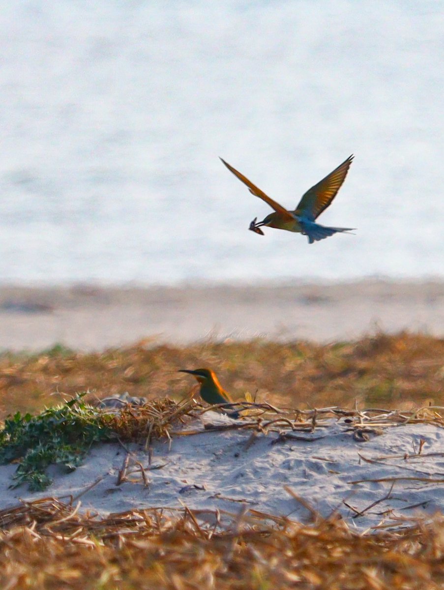 What say when a pair of birds having courtship rituals in a beach? Sanderling 😁 #birdwatching #photography #IndiAves