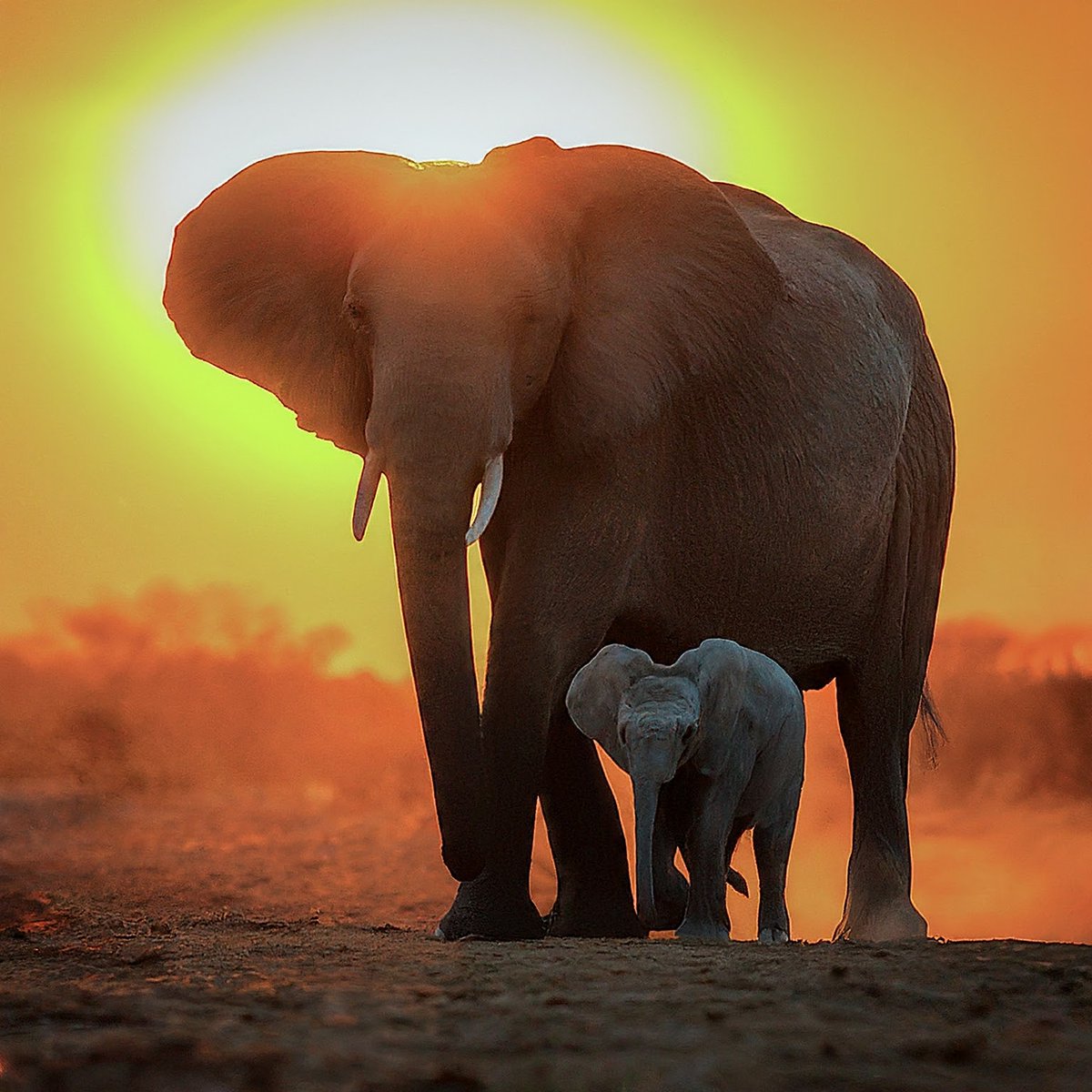 @HUAWEI_TECH4ALL #Tech4Nature A mother elephant tenderly bathing her calf in a tranquil river, capturing the joy & warmth of a real-life summer morning. The mother elephant sprays water on the calf with her trunk. The calf is enjoying the bath with her mother. Created using #GeminiAI