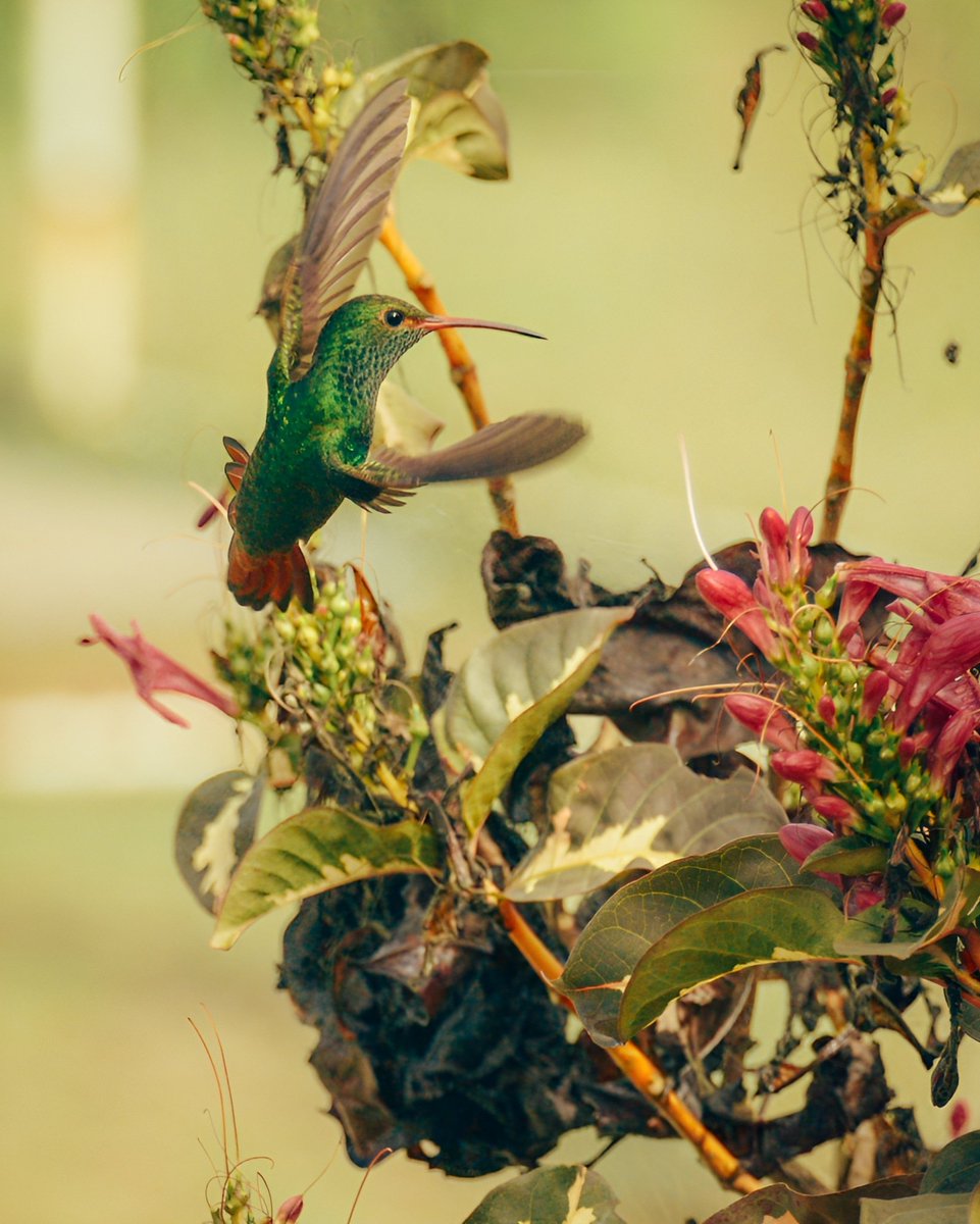 Jesussn1992's tweet photo. Día de fotografiar  colibrís, todo un reto💪❤️ https://t.co/ZtOPcoPkO3