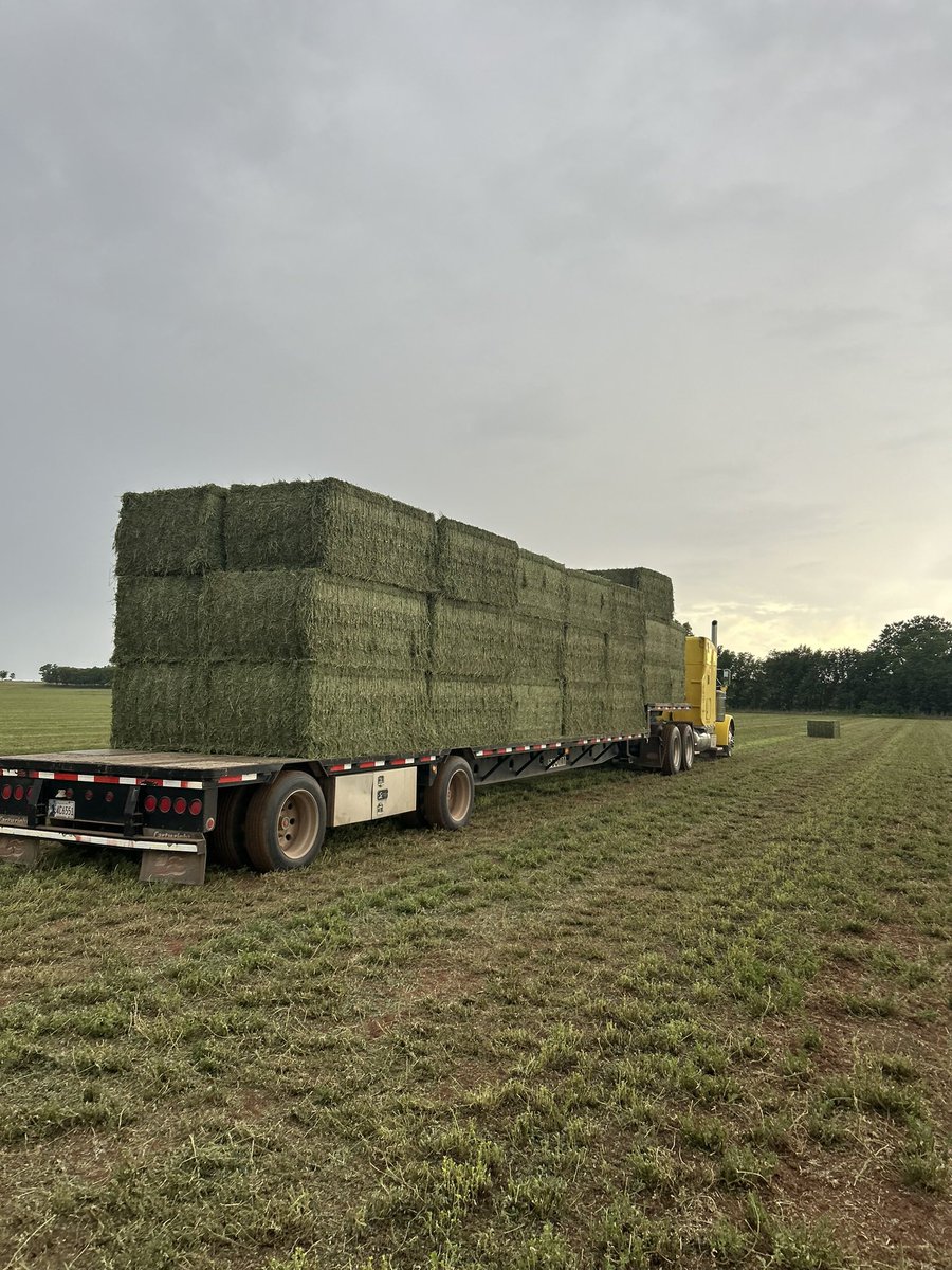 Can you smell it #Oklahoma #alfalfa #farming #farmlife #agriculture #COWCOW