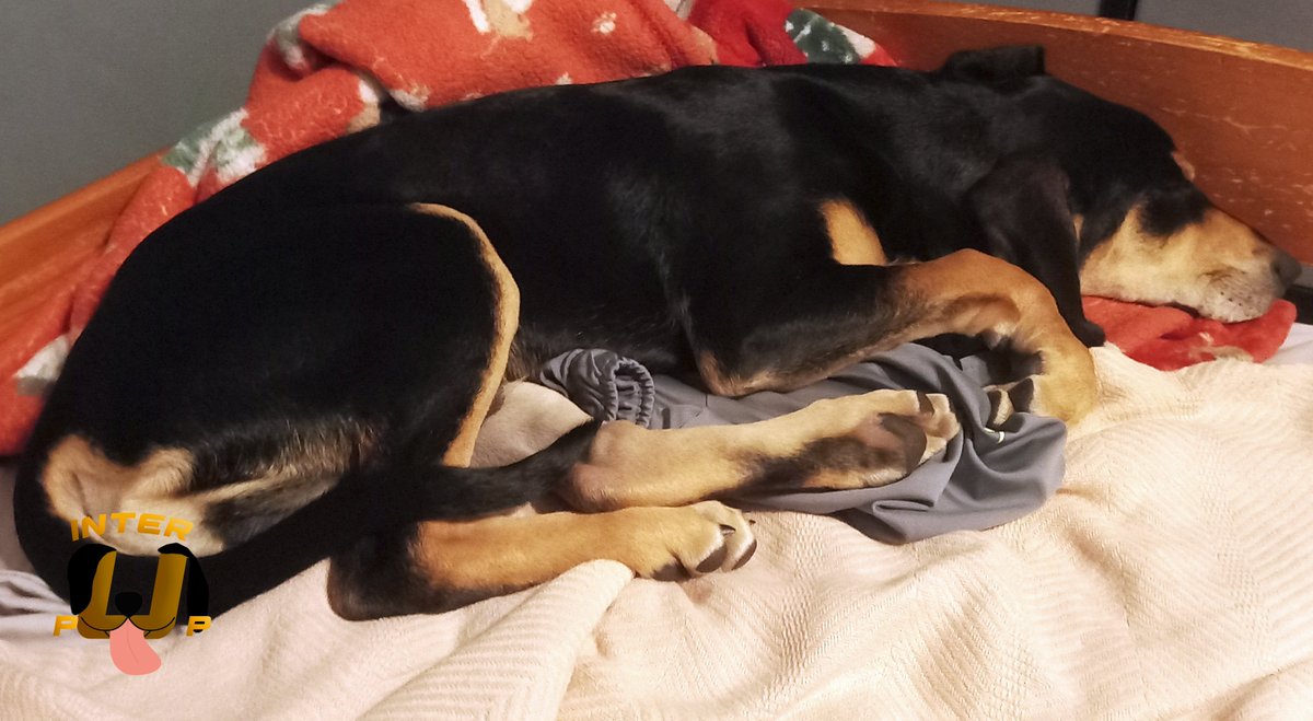 Move over, hoomans. This is my bed now | James Bean

#InterPup #JamesBean #Puppy #Pup #Dog #PuppyPictures #Beagle #Coonhound #BlackandTan #BlackandTanCoonhound #doggy #pet #mydog #doglover #pupper #bark #spoiled #dogstagram #dogsofinstagram #puppiesofinstagram #doglife #dogs