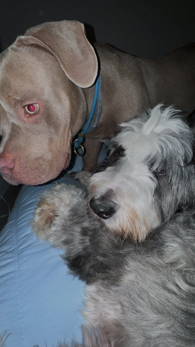 dois medrosos que não dormem sozinhos