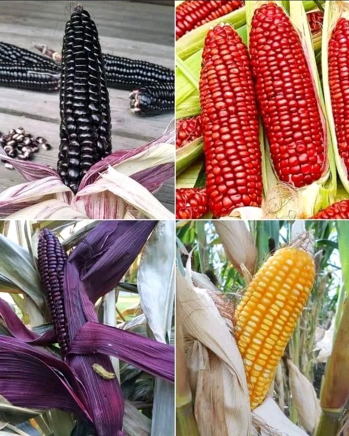 What's your take on coloured maize? And are they nutritionally better than the conventional white maize varieties?