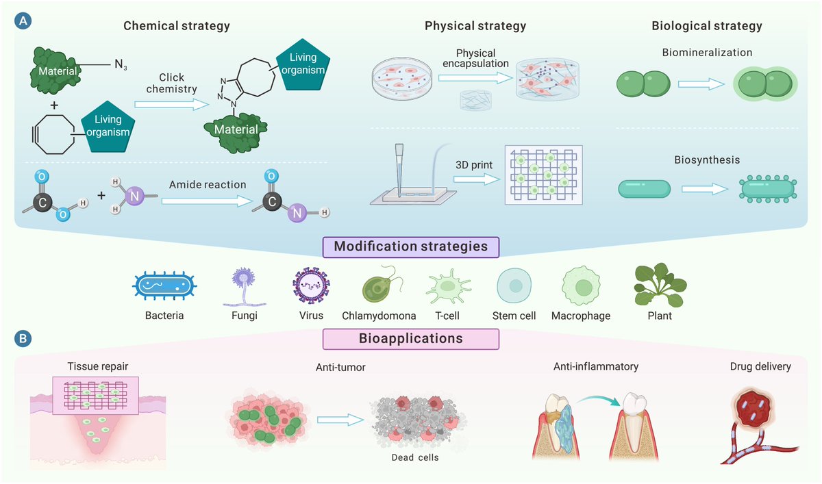 New in The Innovation Materials! Innovations in living biomaterials. Xia et al. explore the current state and potential advancements in biomaterials, offering promising strategies to overcome complex diseases. Read more @Innov_Materials the-innovation.org/article/doi/10… #materials…