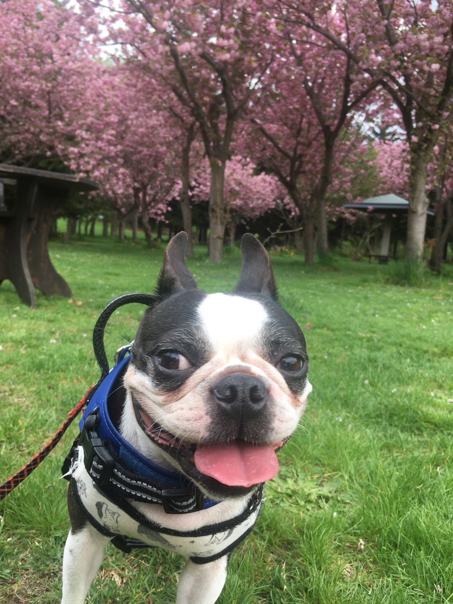 やっと桜満開🌸