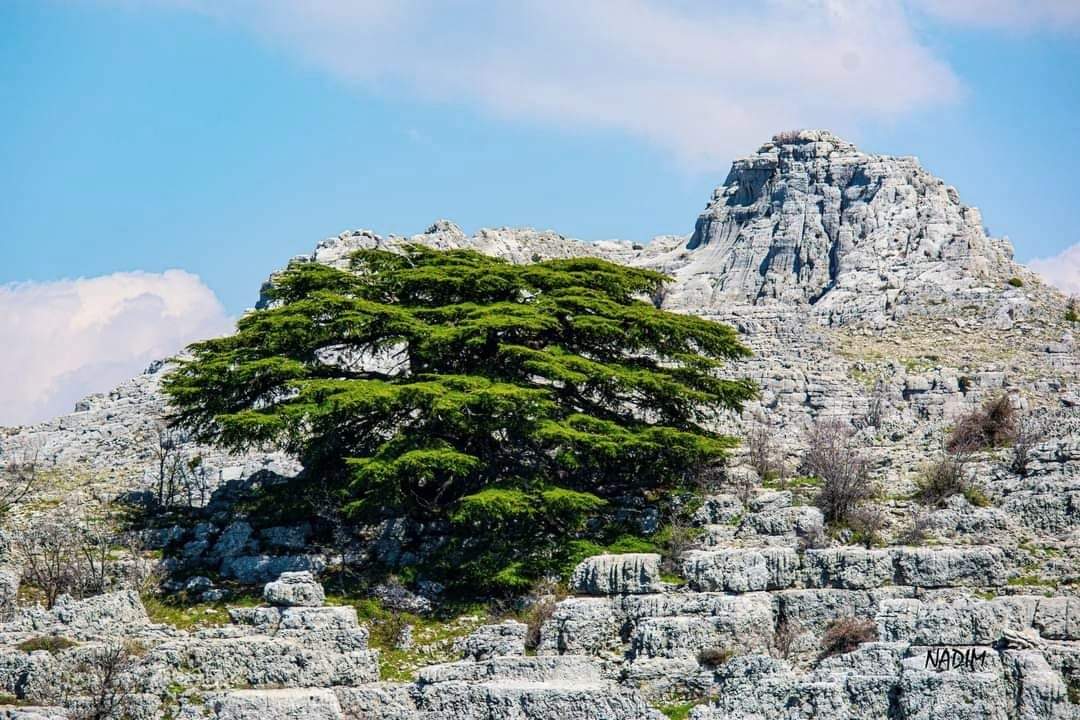 One of the cedars of Jeij (a mountain located 2km north west of laqlouq) Gbeil.
Nadim Hinain