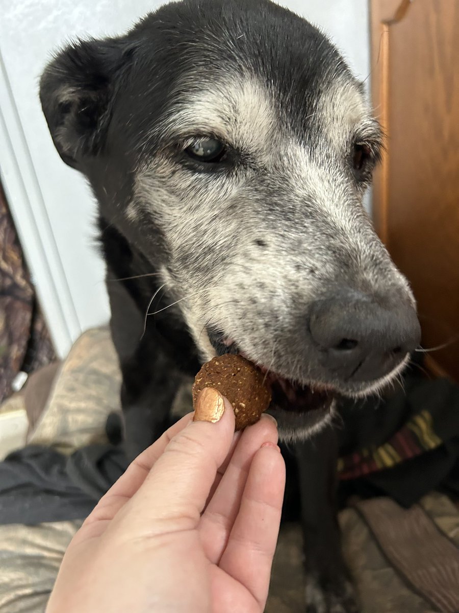 Modeling for a Chewy Pawsibilities product review 🖤 #canislupusfamiliaris #blacklabmix #labradormix #seniordoggo #gooddog