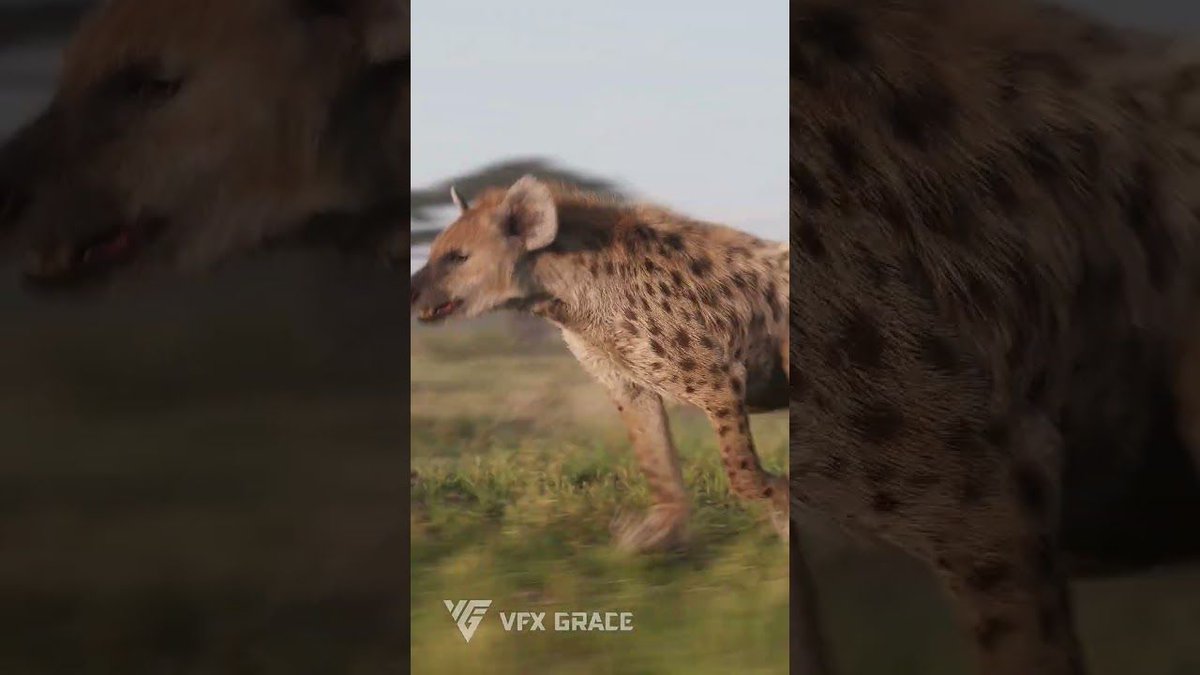 'This is a spotted hyena made by Blender' by @VFX_Grace  

blenderartists.org/t/this-is-a-sp…

#b3d #blender3d #blenderart #blenderrender #blendercommunity