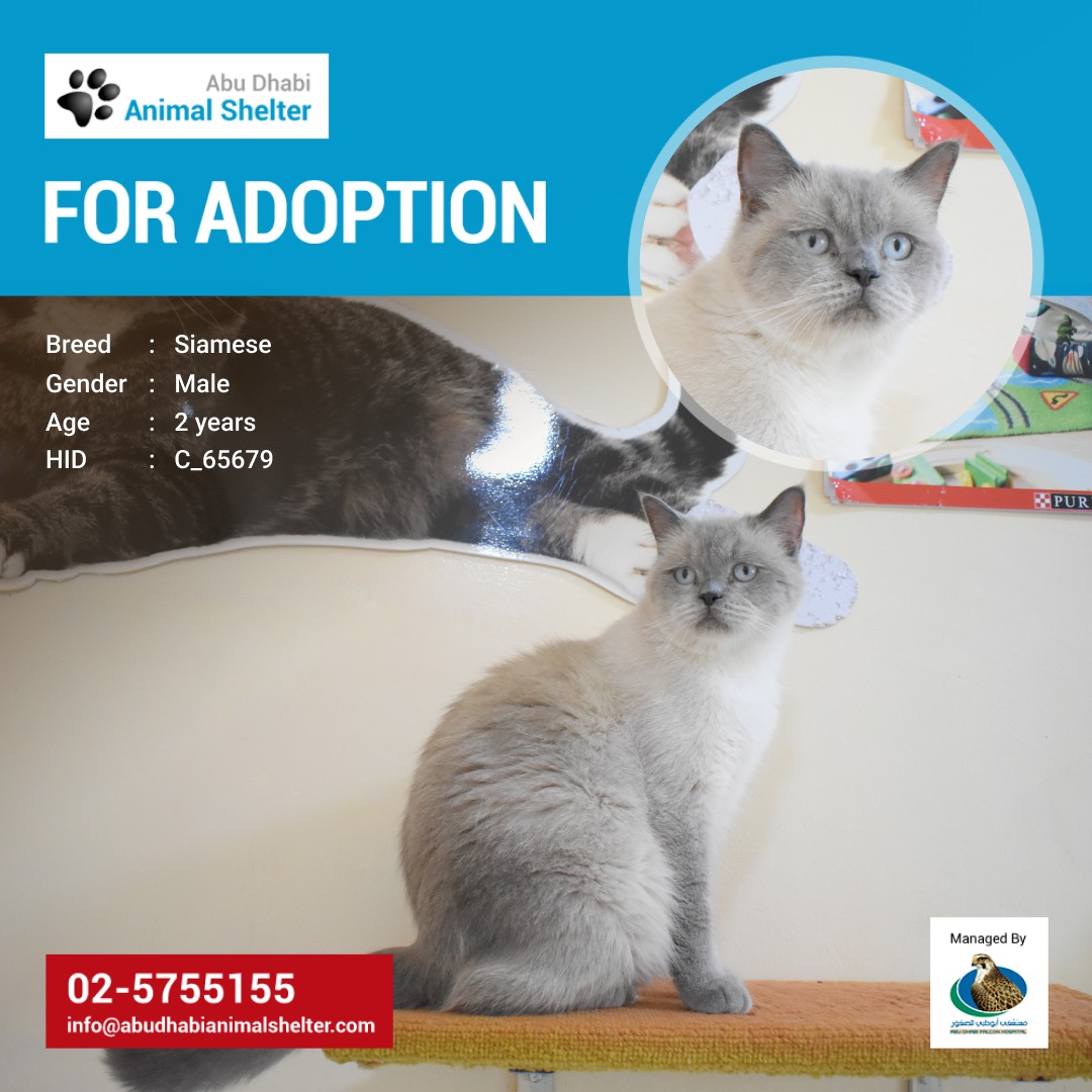 This sweet cat is seeking a new loving home! Adopt him to be your new furry companion.
HID: C_65679
To see the full list of adoption pets, kindly visit: abudhabianimalshelter.com/services/adopt…
#ADAS #AdoptDontShop #AbuDhabi #Siamese #AnimalShelter