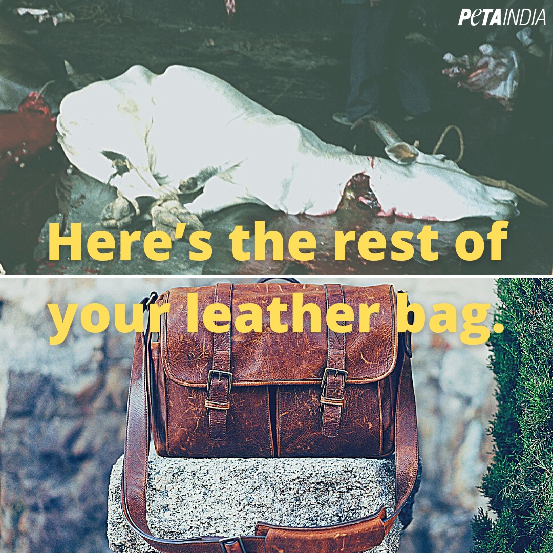 Tag someone who thinks wearing or using leather products doesn’t hurt cows.

#NotOursToWear #WearVegan #VeganFashion